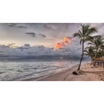 Palm Trees